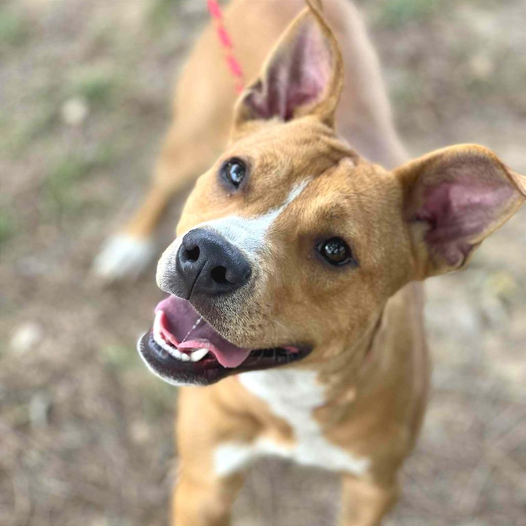 Enlarge Sawyer, a Adoptable Mixed Breed in Huntington, WV image 1/6