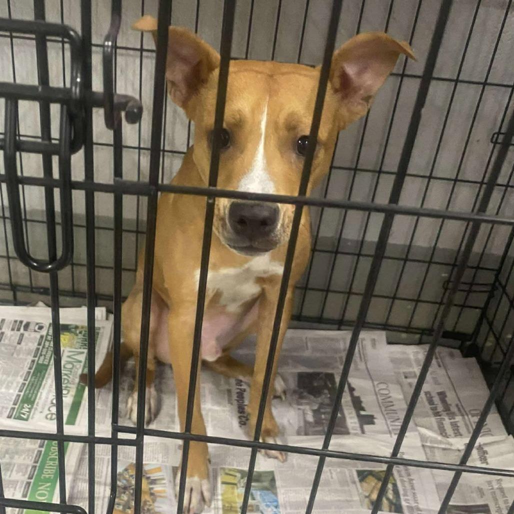 Enlarge Sawyer, a Adoptable Mixed Breed in Huntington, WV image 2/6