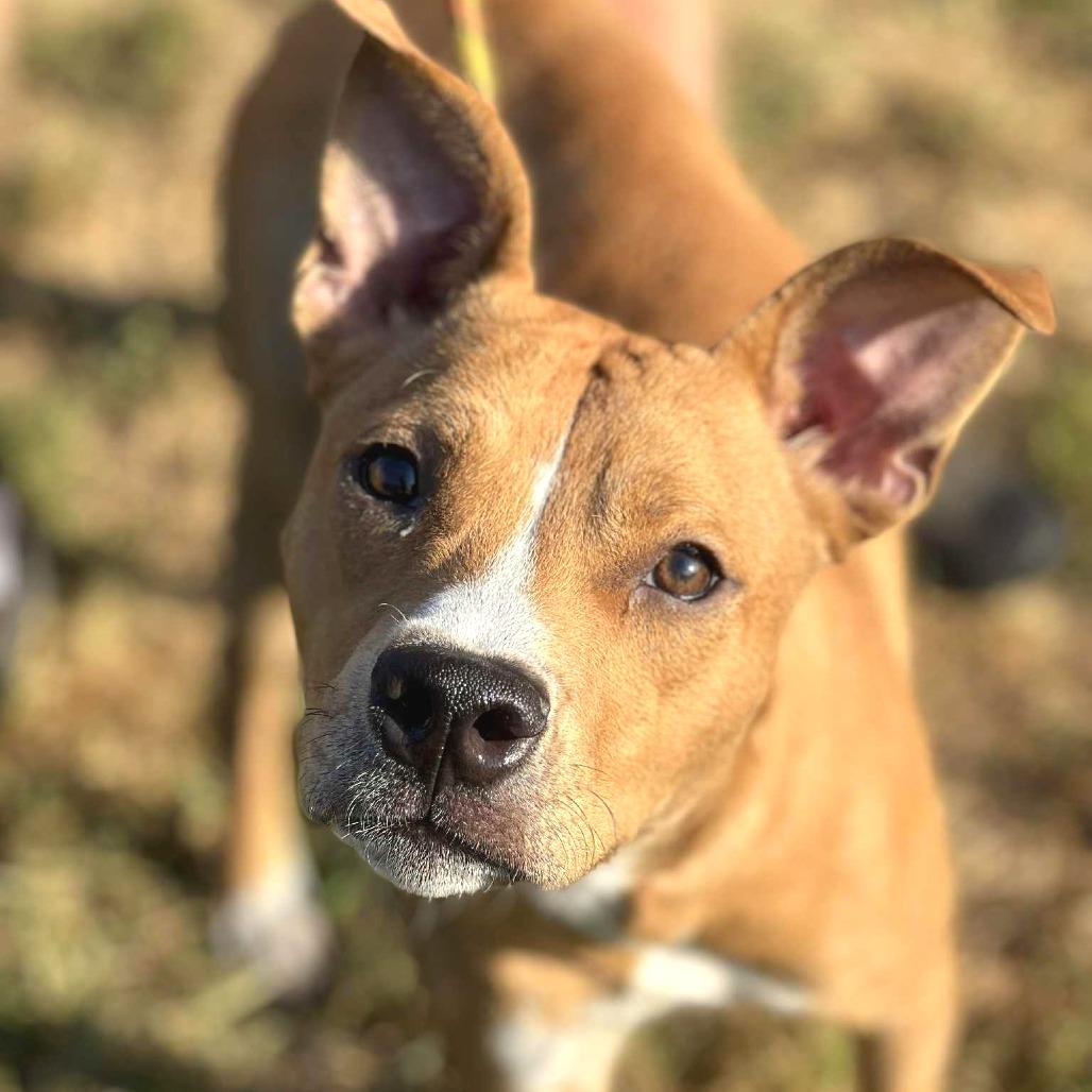 Enlarge Sawyer, a Adoptable Mixed Breed in Huntington, WV image 3/6