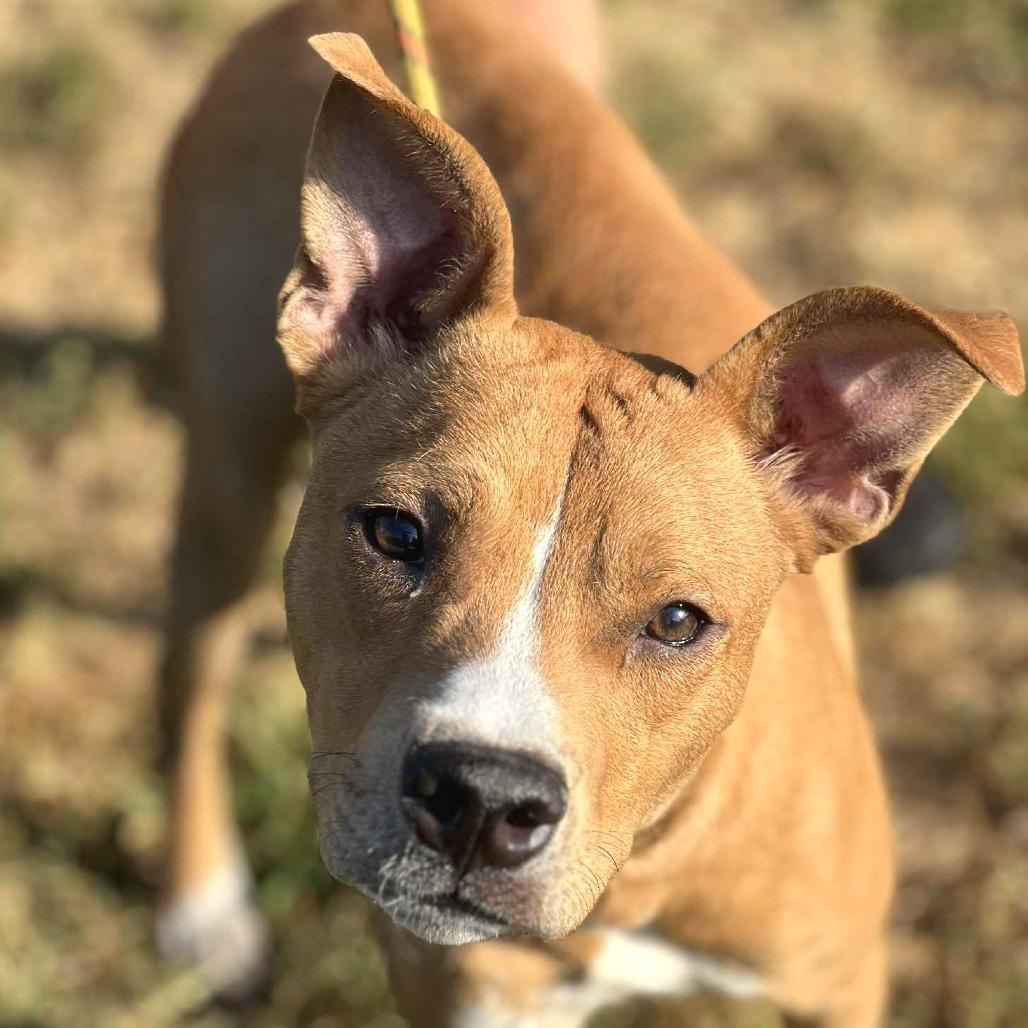 Enlarge Sawyer, a Adoptable Mixed Breed in Huntington, WV image 4/6