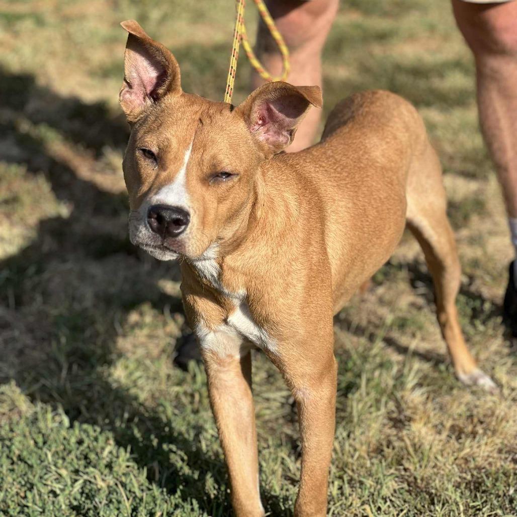 Enlarge Sawyer, a Adoptable Mixed Breed in Huntington, WV image 5/6