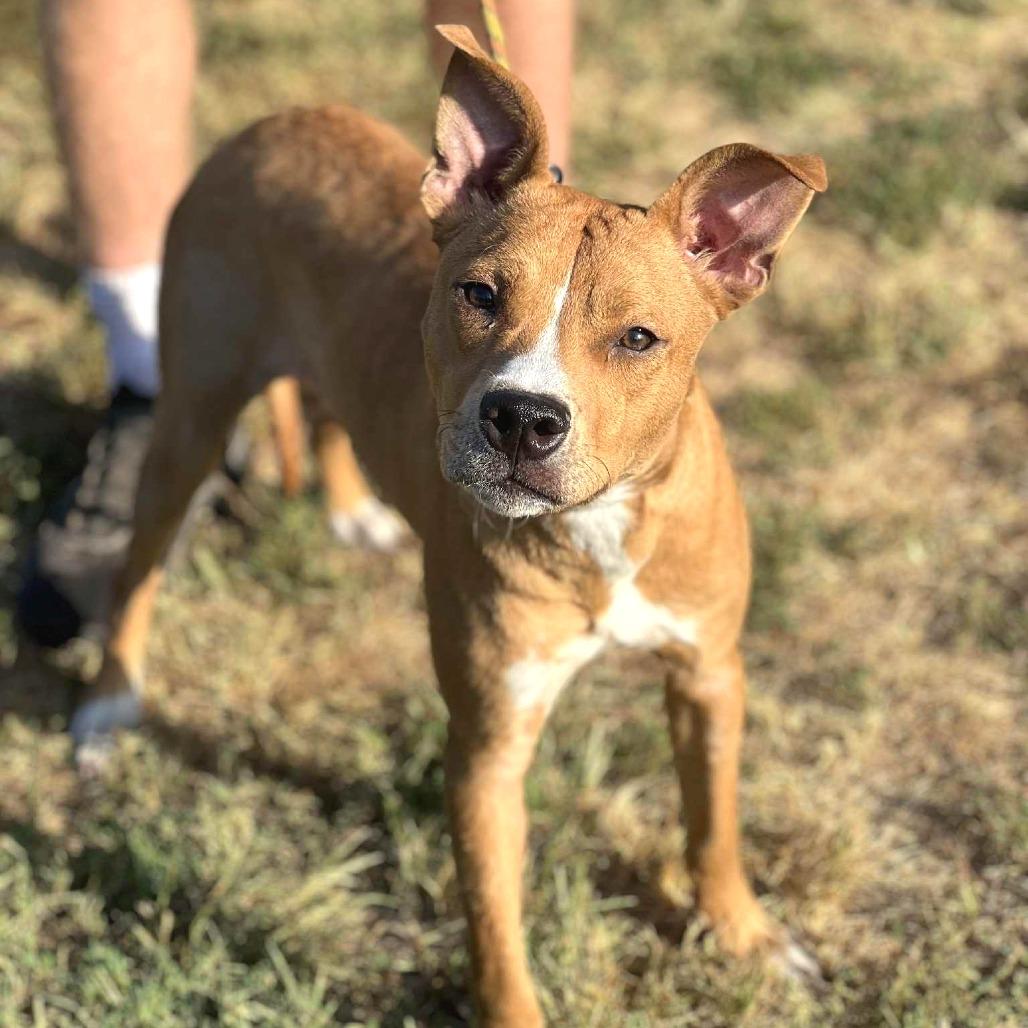 Enlarge Sawyer, a Adoptable Mixed Breed in Huntington, WV image 6/6
