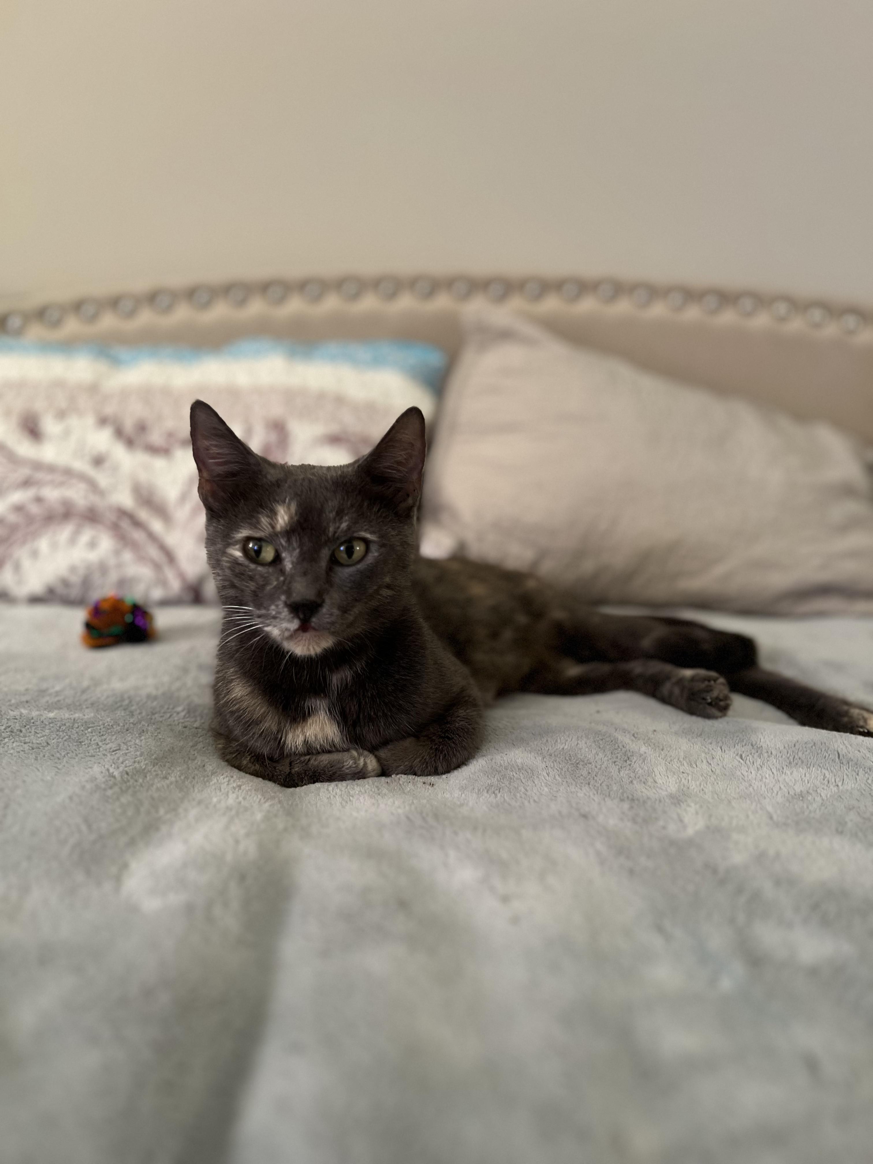 Enlarge Luna, a Adoptable Domestic Short Hair in Saint Pete Beach, FL image 1/1