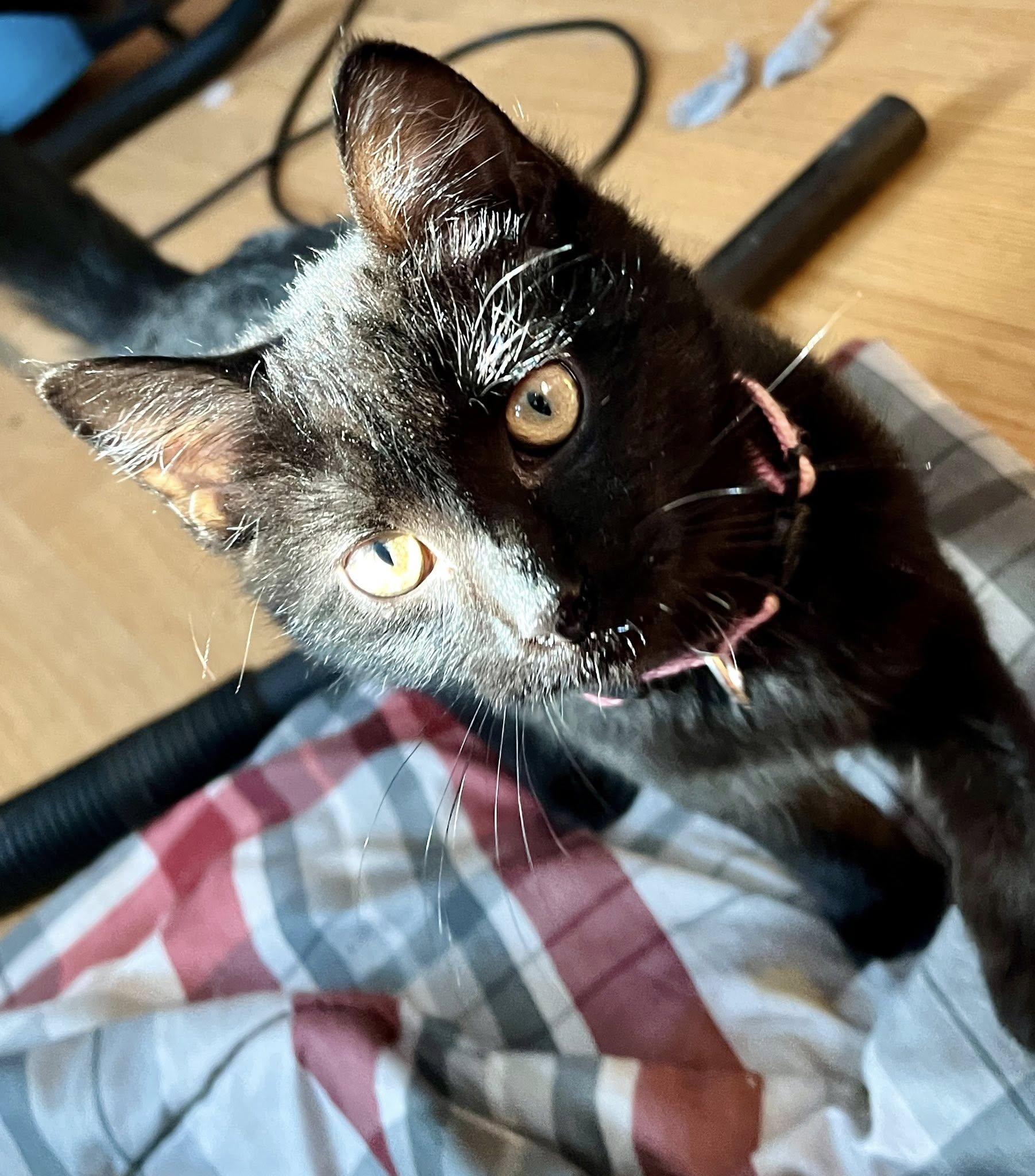 Quesadilla, ADOPTABLE, Young Female American Shorthair.