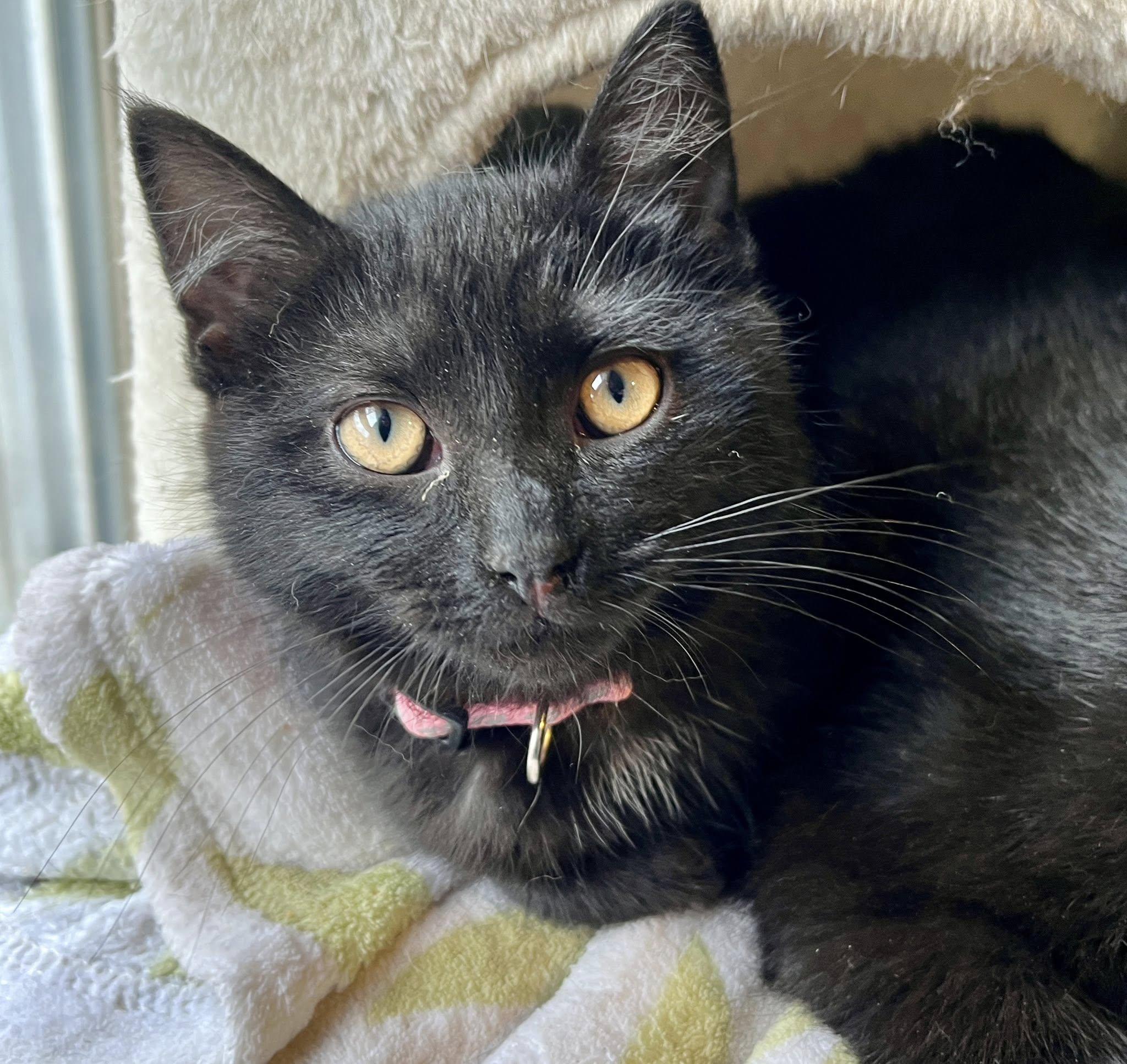 Quesadilla, ADOPTABLE, Young Female American Shorthair.