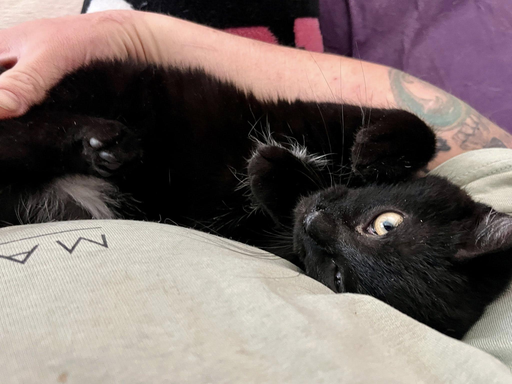 Enlarge Quesadilla, a ADOPTABLE American Shorthair in Elkland, PA image 4/4