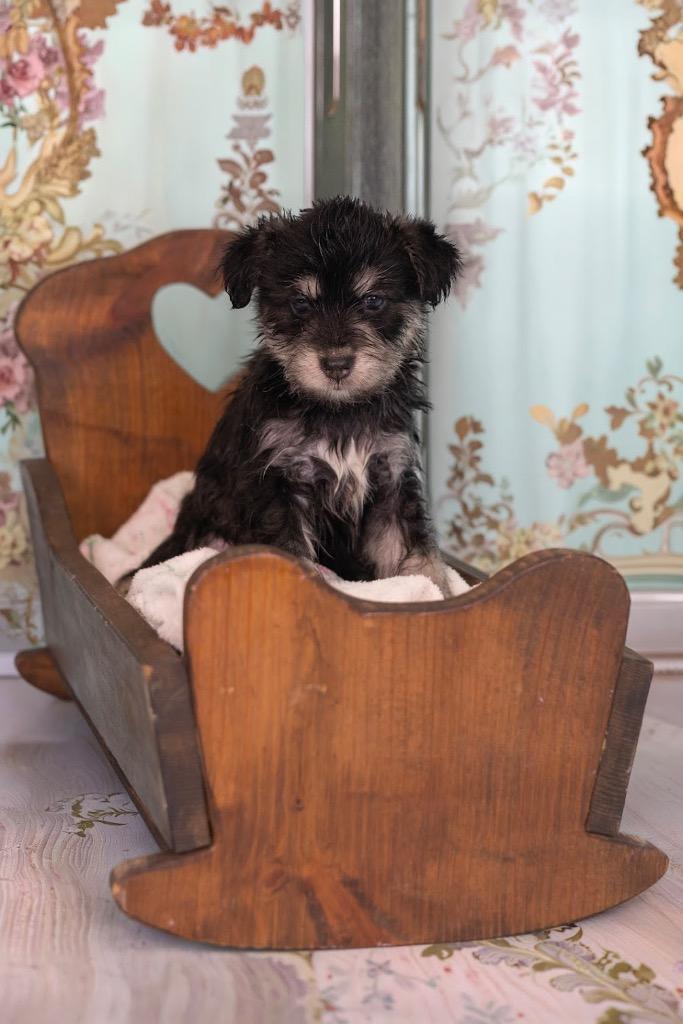 Feta, ADOPTABLE, Puppy Male Husky & Miniature Poodle.