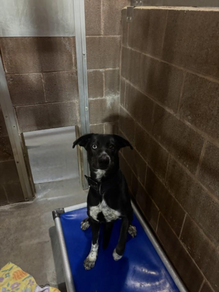AZULA, Adoptable, Adult Female Labrador Retriever & Pointer.