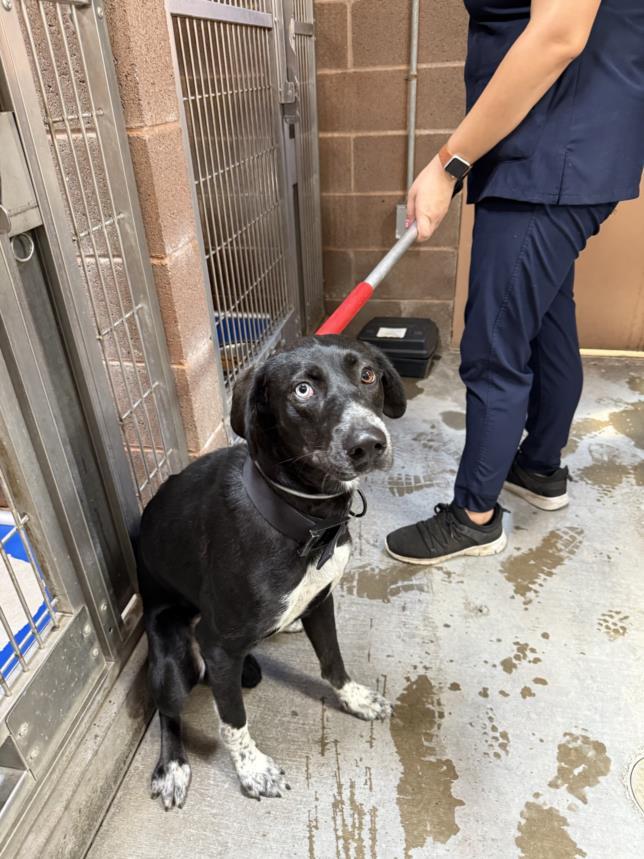 Enlarge AZULA, a Adoptable mixed breed in Olivehurst, CA image 1/1