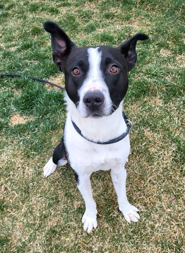 Cannoli 46028, Adoptable, Young Male Border Collie.