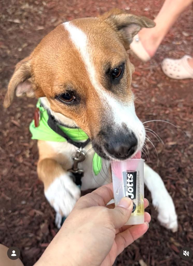 Enlarge Chiyco (In Foster), a Adoptable mixed breed in New Orleans, LA image 1/6