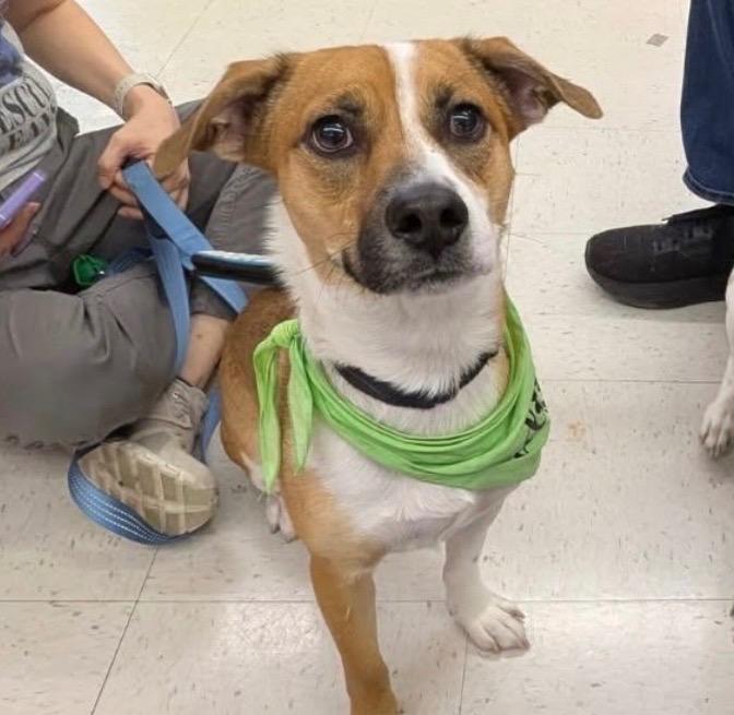 Enlarge Chiyco (In Foster), a Adoptable mixed breed in New Orleans, LA image 2/6