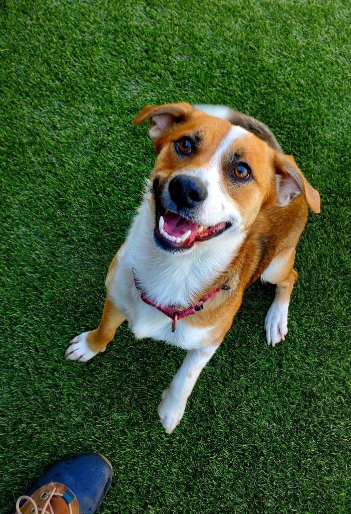 Enlarge Chiyco (In Foster), a Adoptable mixed breed in New Orleans, LA image 3/6