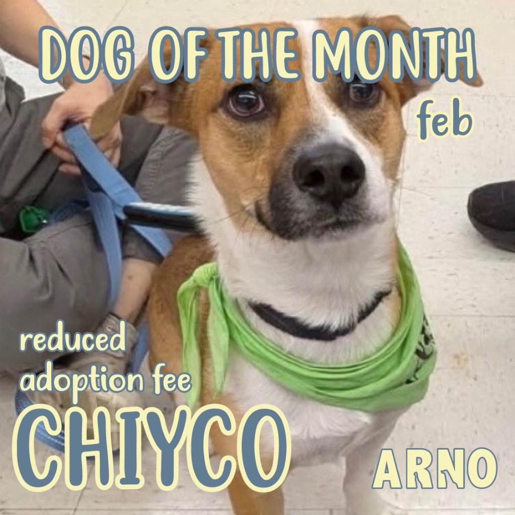 Enlarge Chiyco (In Foster), a Adoptable mixed breed in New Orleans, LA image 5/6