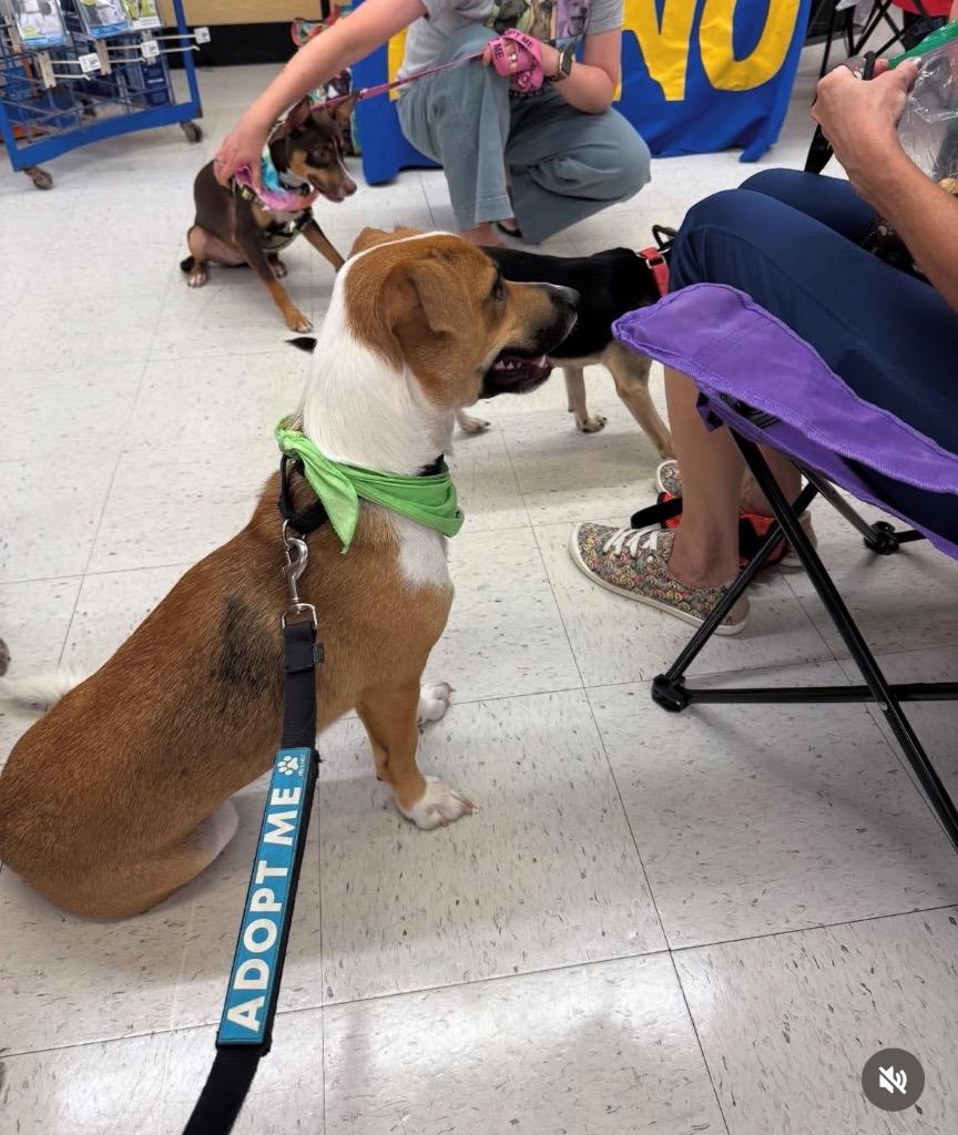 Enlarge Chiyco (In Foster), a Adoptable mixed breed in New Orleans, LA image 6/6