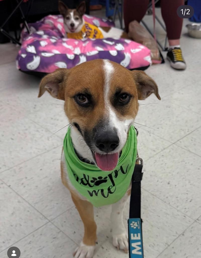 Enlarge Chiyco (In Foster), a Adoptable mixed breed in New Orleans, LA image 2/6