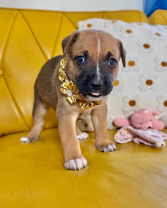 Cheerio, Adoptable, Puppy Female German Shepherd Dog & Vizsla.