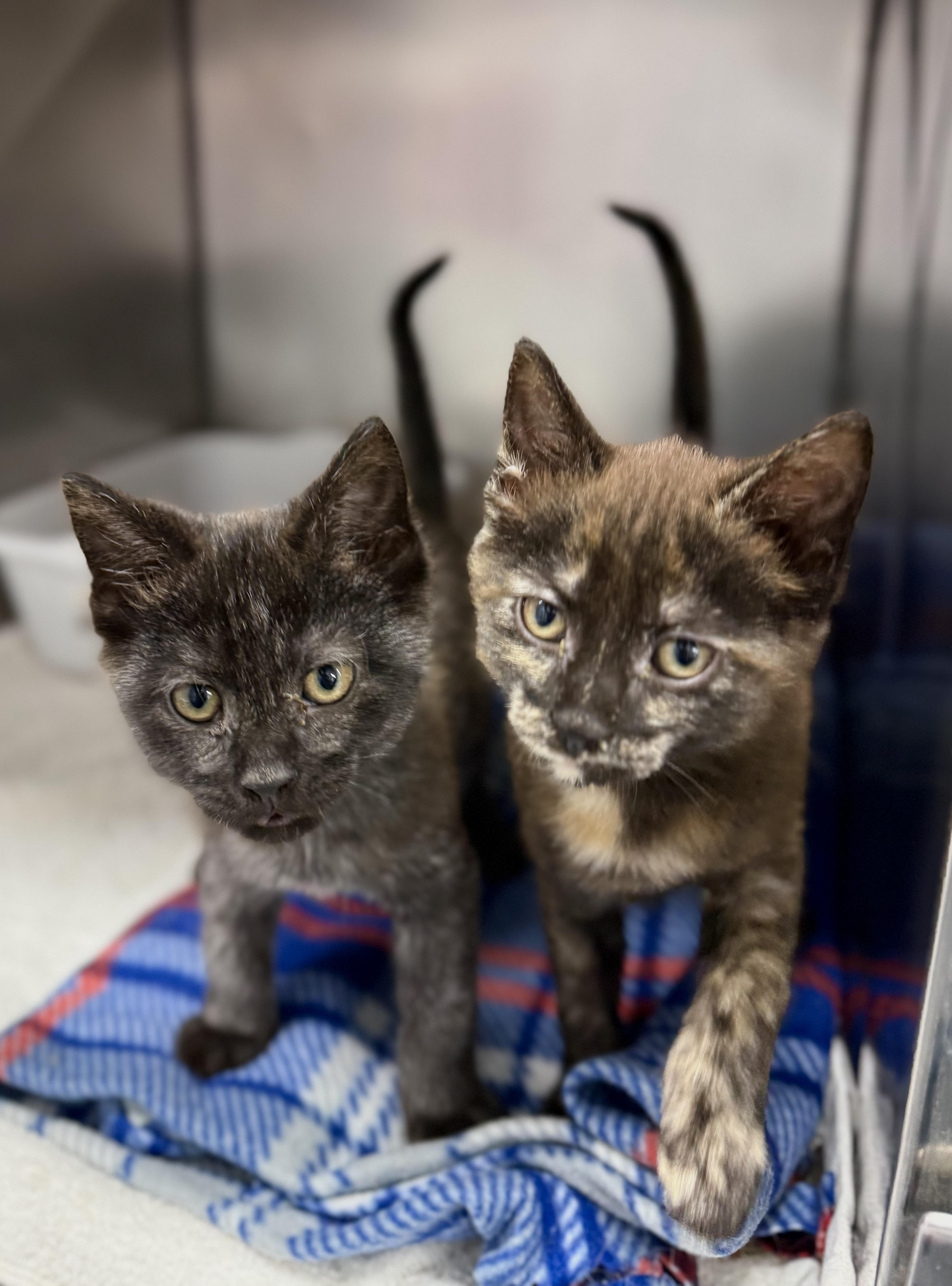 Soren and Seiya, adopted, Kitten Female Domestic Short Hair.