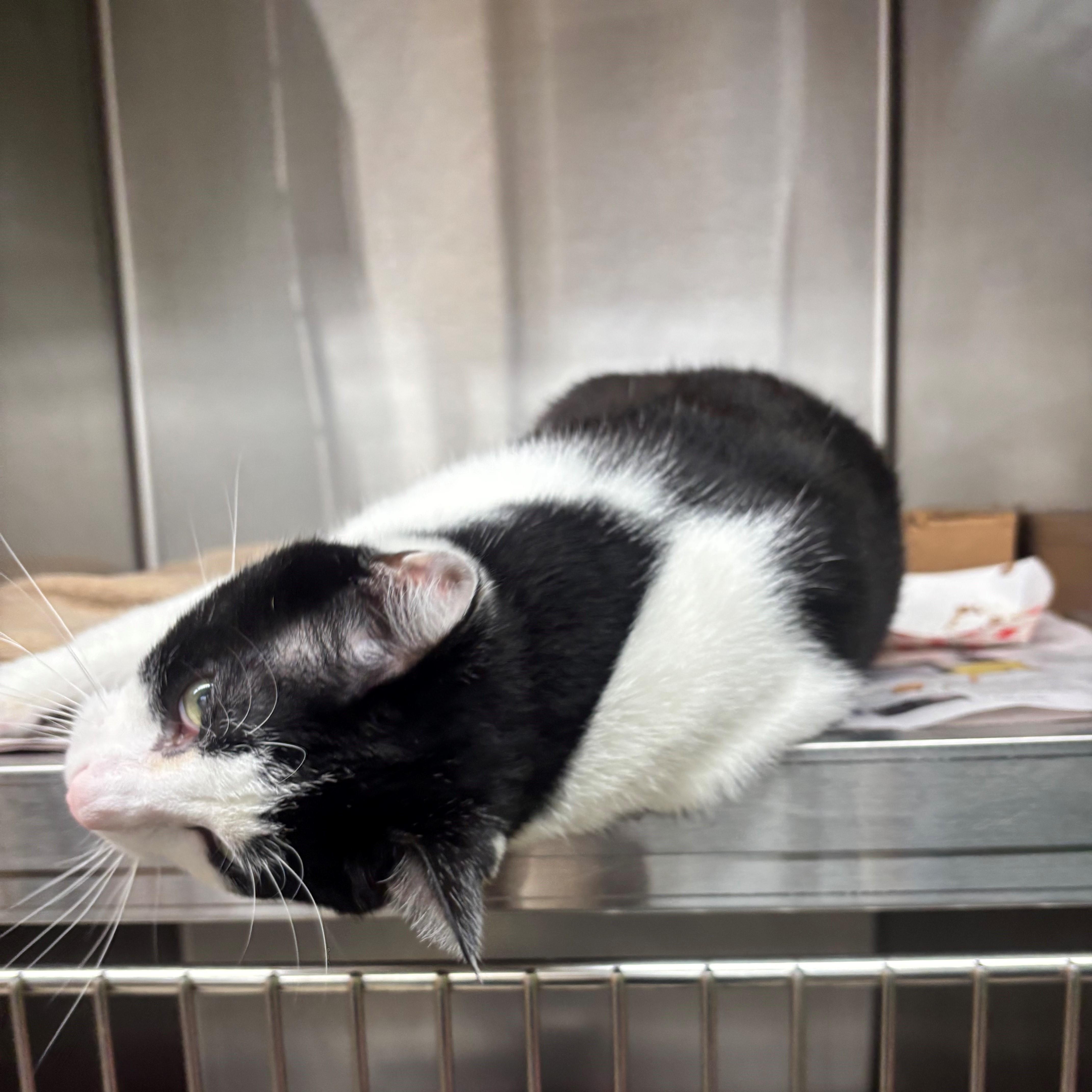 Enlarge Sutton, a Adoptable Domestic Short Hair in Edison, NJ image 2/3