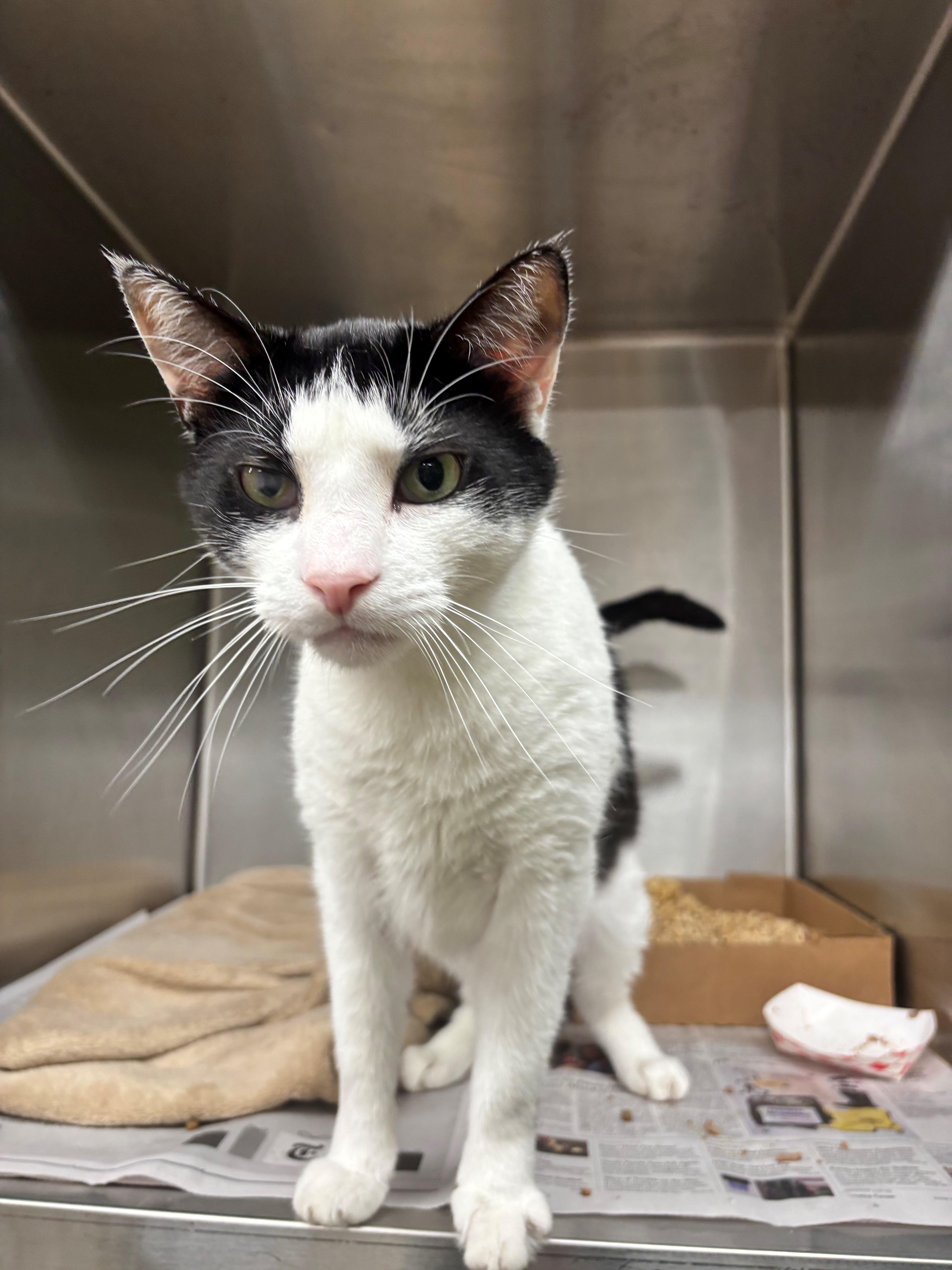 Enlarge Sutton, a Adoptable Domestic Short Hair in Edison, NJ image 3/3