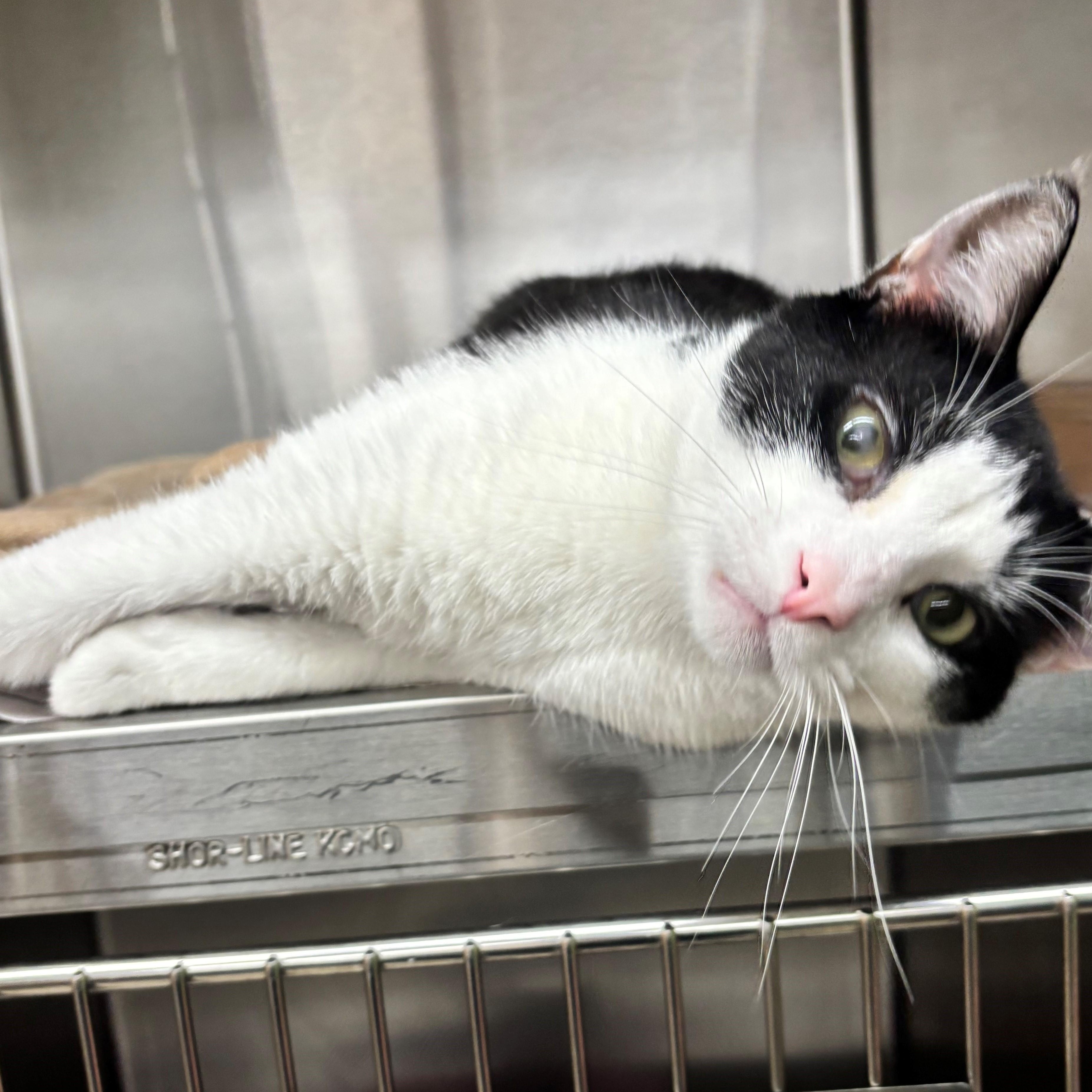 Enlarge Sutton, a Adoptable Domestic Short Hair in Edison, NJ image 1/3