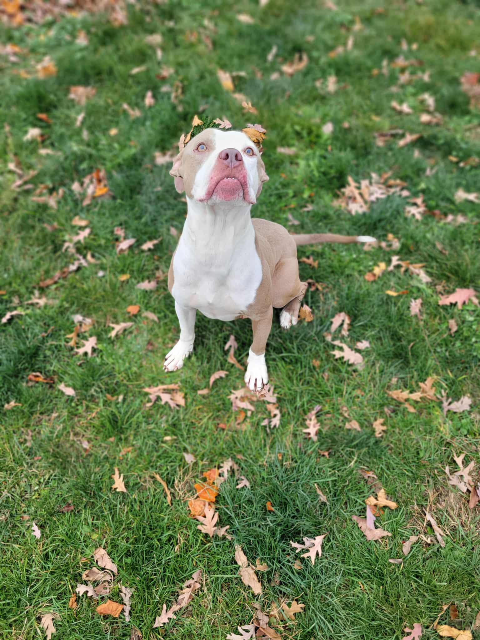 Enlarge Butler, a ADOPTABLE mixed breed in Chambersburg, PA image 1/3