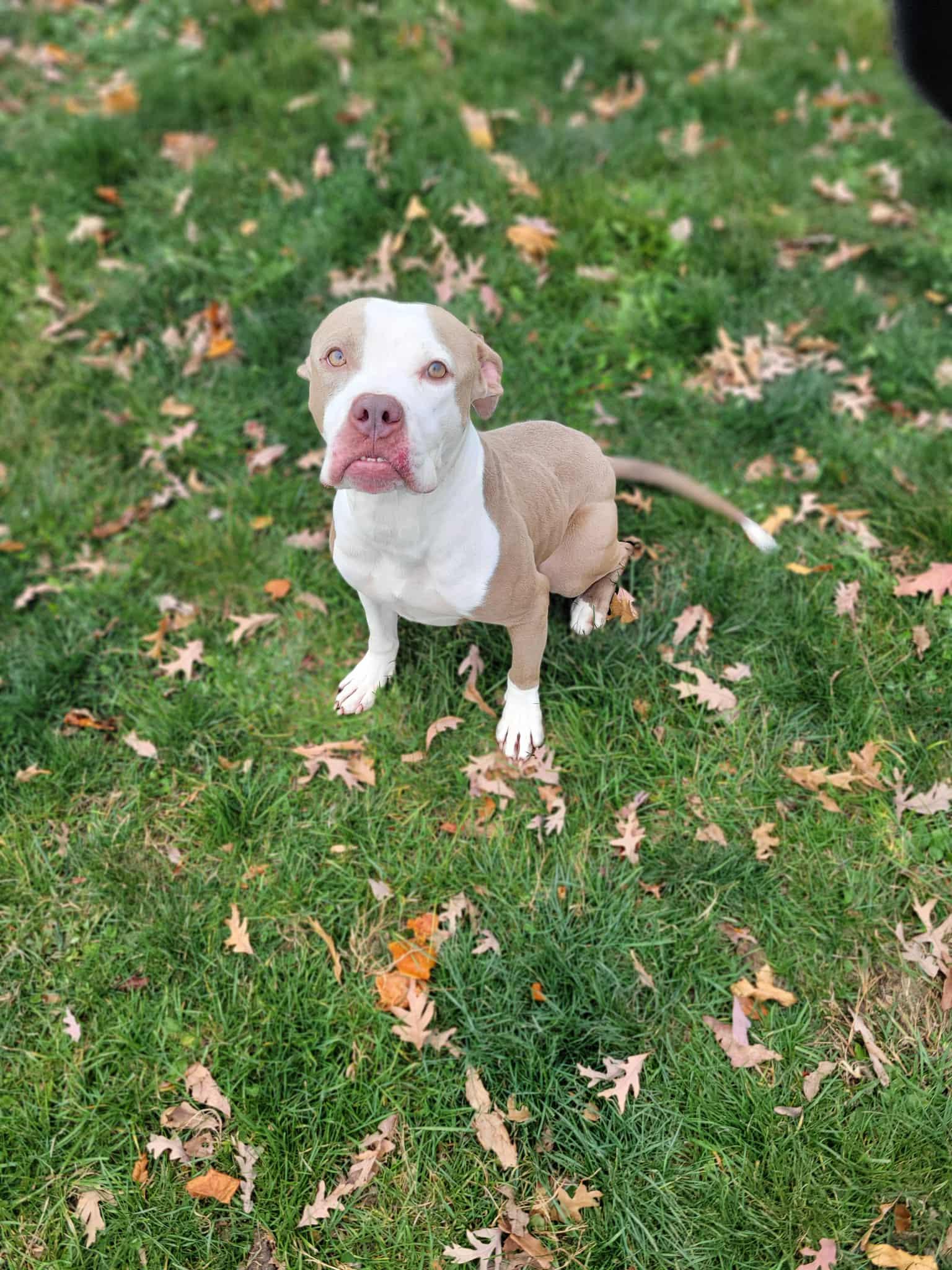 Enlarge Butler, a ADOPTABLE mixed breed in Chambersburg, PA image 2/3