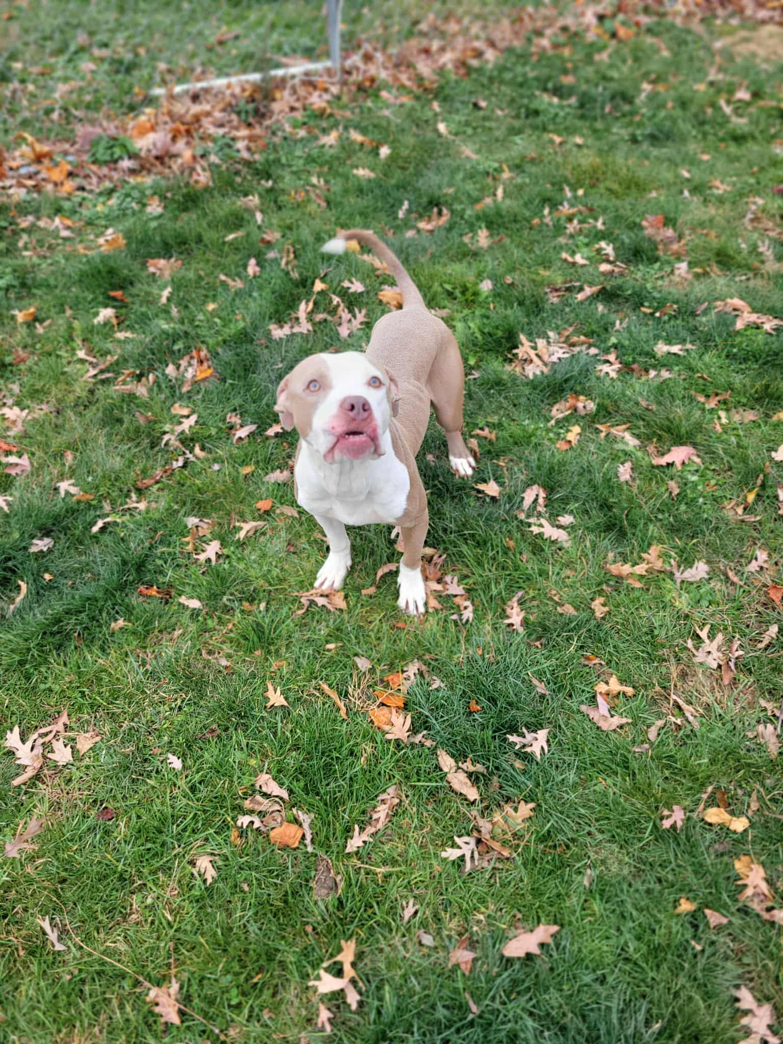 Enlarge Butler, a ADOPTABLE mixed breed in Chambersburg, PA image 3/3