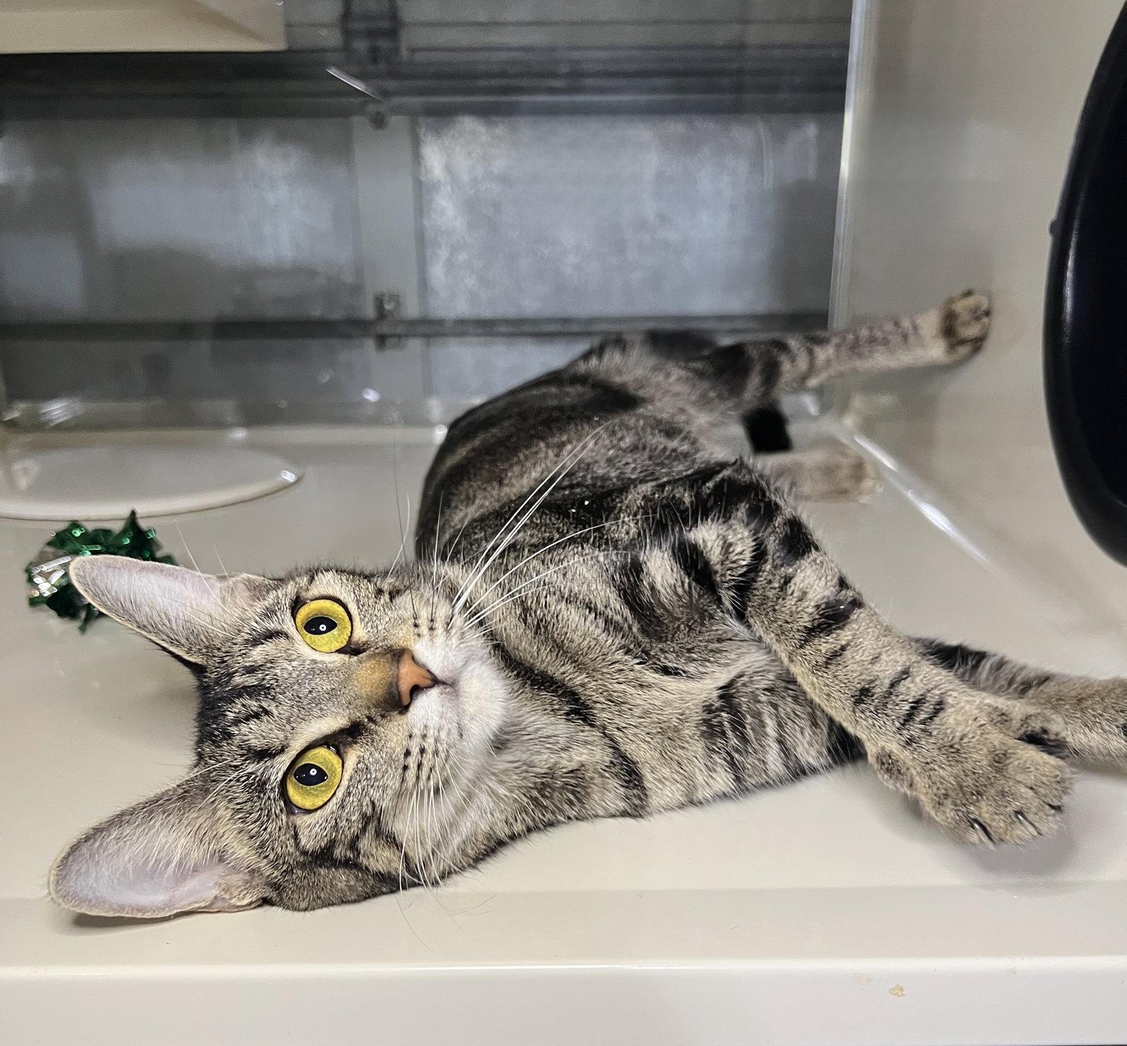 Cassie, Adoptable, Adult Female Domestic Short Hair & Tabby.
