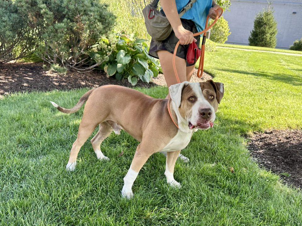 PONCHO ** FOSTER OR ADOPTER NEEDED TO SAVE HIM **, Adoptable, Adult Male American Bulldog.