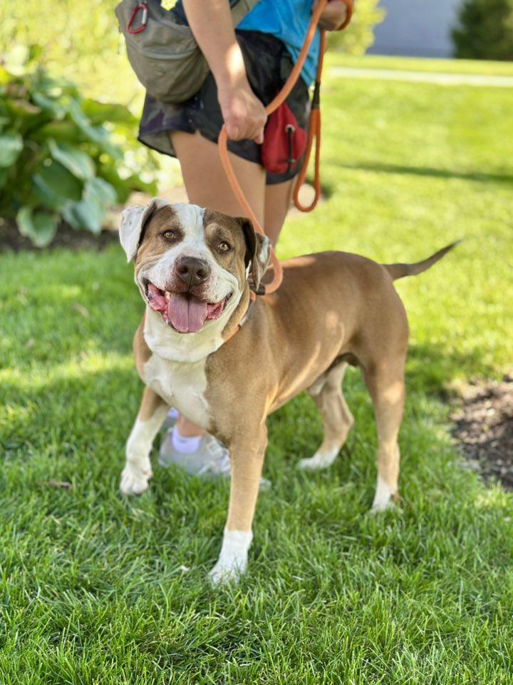 PONCHO ** FOSTER OR ADOPTER NEEDED TO SAVE HIM **, a Adoptable American Bulldog in Roselle, IL image 2/4