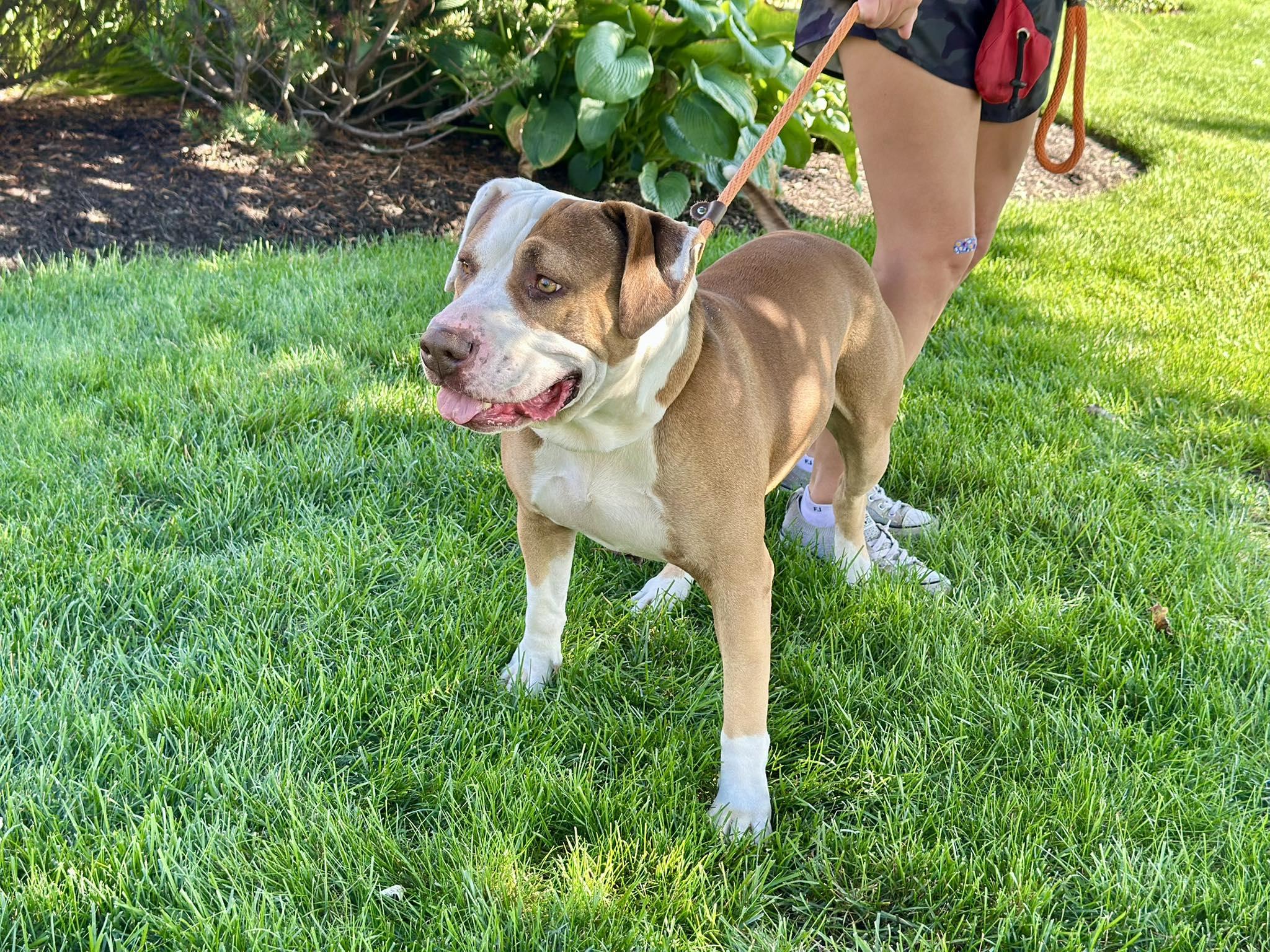 PONCHO ** FOSTER OR ADOPTER NEEDED TO SAVE HIM **, a Adoptable American Bulldog in Roselle, IL image 3/4