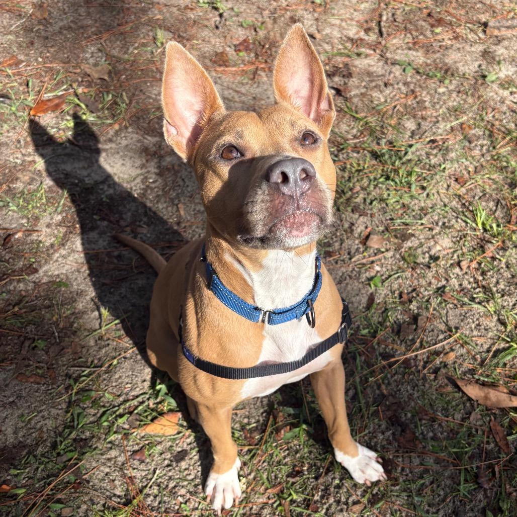 Enlarge Pookie, a Adoptable Mixed Breed in Gainesville, FL image 1/6