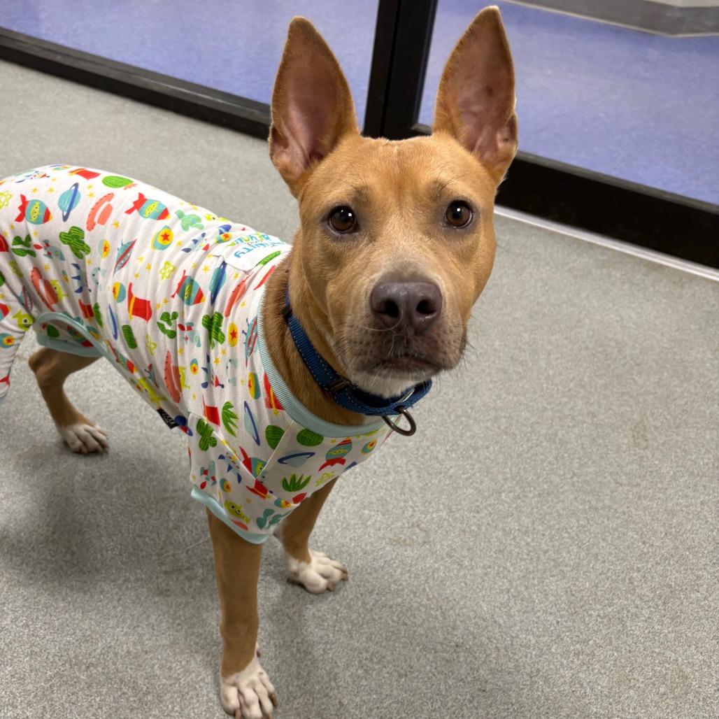 Enlarge Pookie, a Adoptable Mixed Breed in Gainesville, FL image 2/6