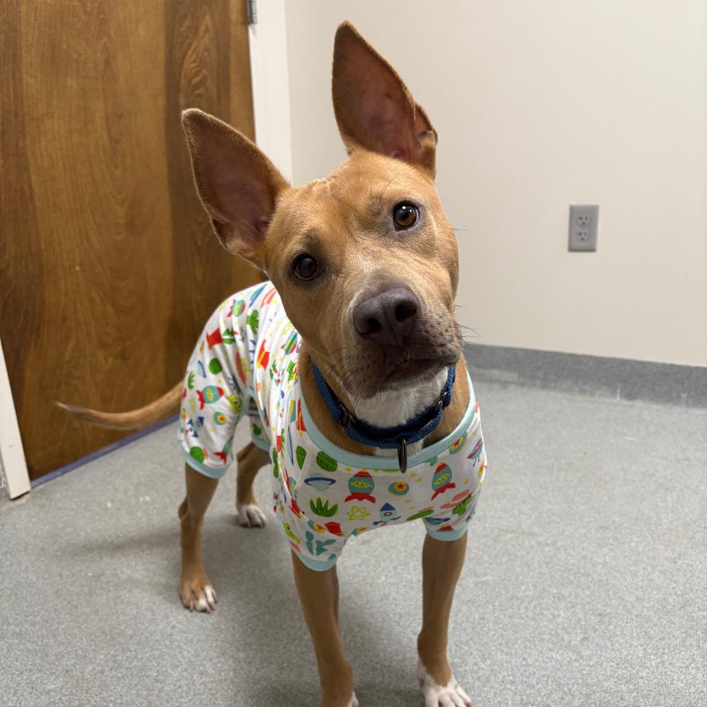 Enlarge Pookie, a Adoptable Mixed Breed in Gainesville, FL image 3/6