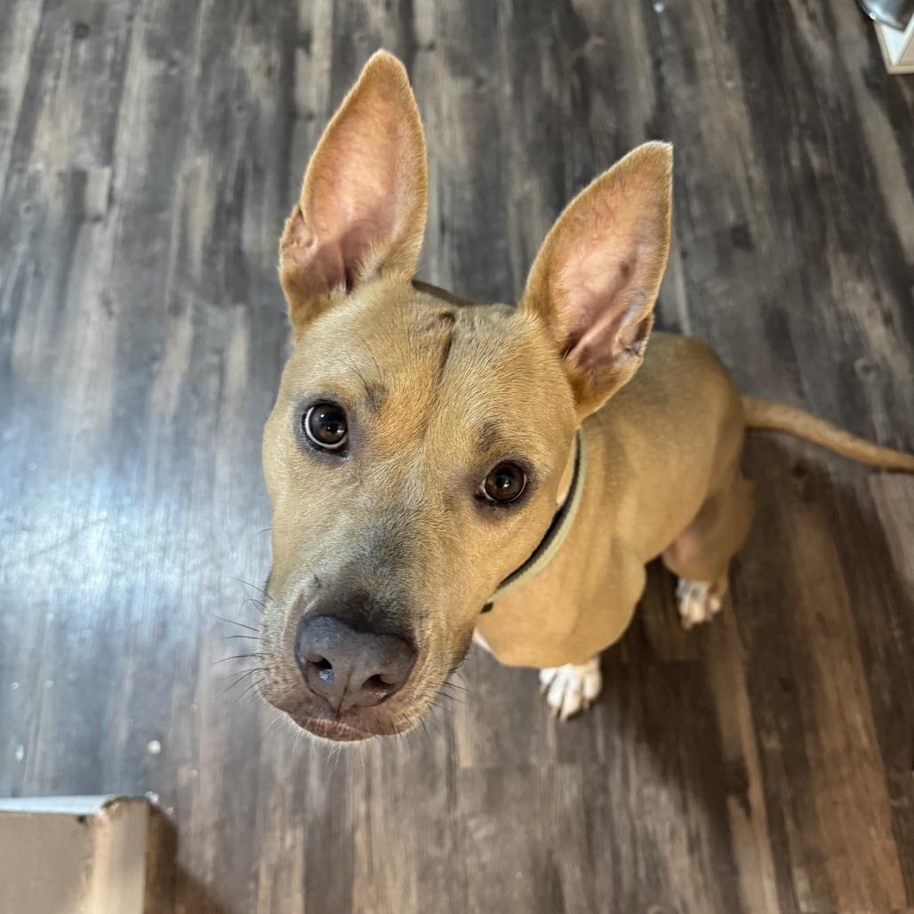 Enlarge Pookie, a Adoptable Mixed Breed in Gainesville, FL image 4/6