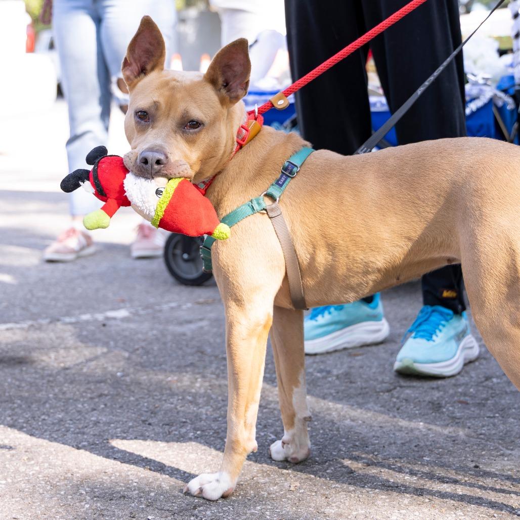 Enlarge Pookie, a Adoptable Mixed Breed in Gainesville, FL image 5/6