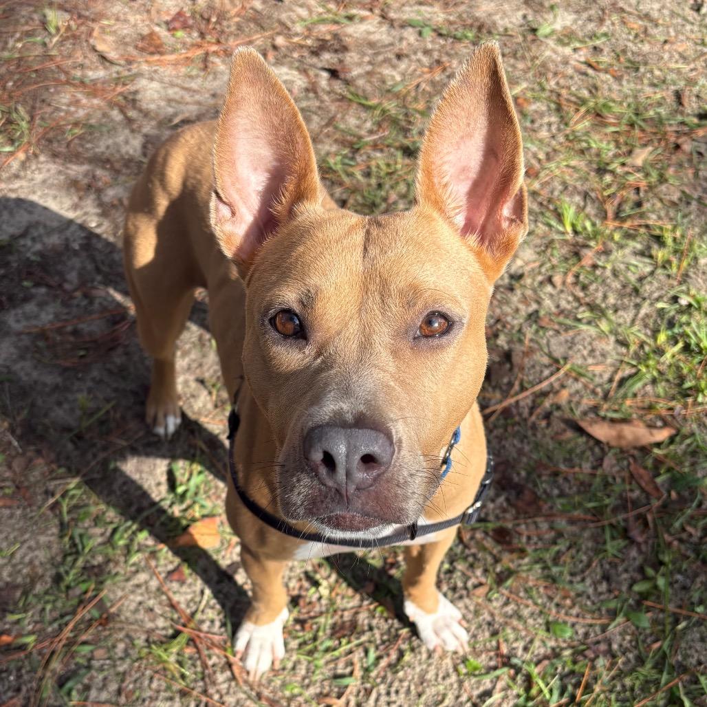 Enlarge Pookie, a Adoptable Mixed Breed in Gainesville, FL image 6/6