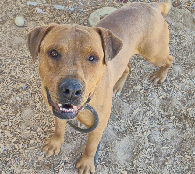 SCOOBY, Adoptable, Young Male Pit Bull Terrier & Mixed Breed.