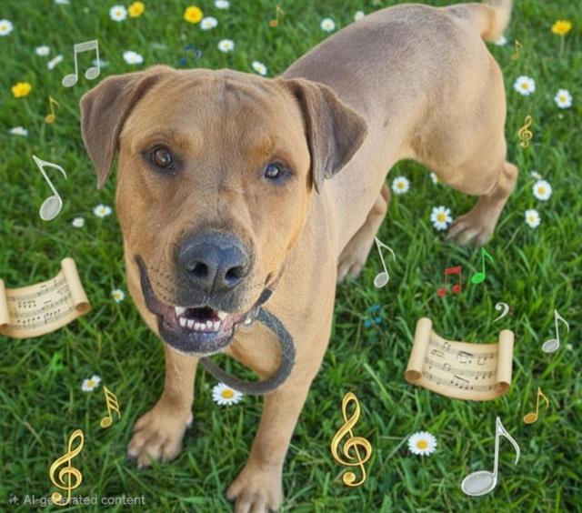 SCOOBY, Adoptable, Adult Male Pit Bull Terrier & Mixed Breed.