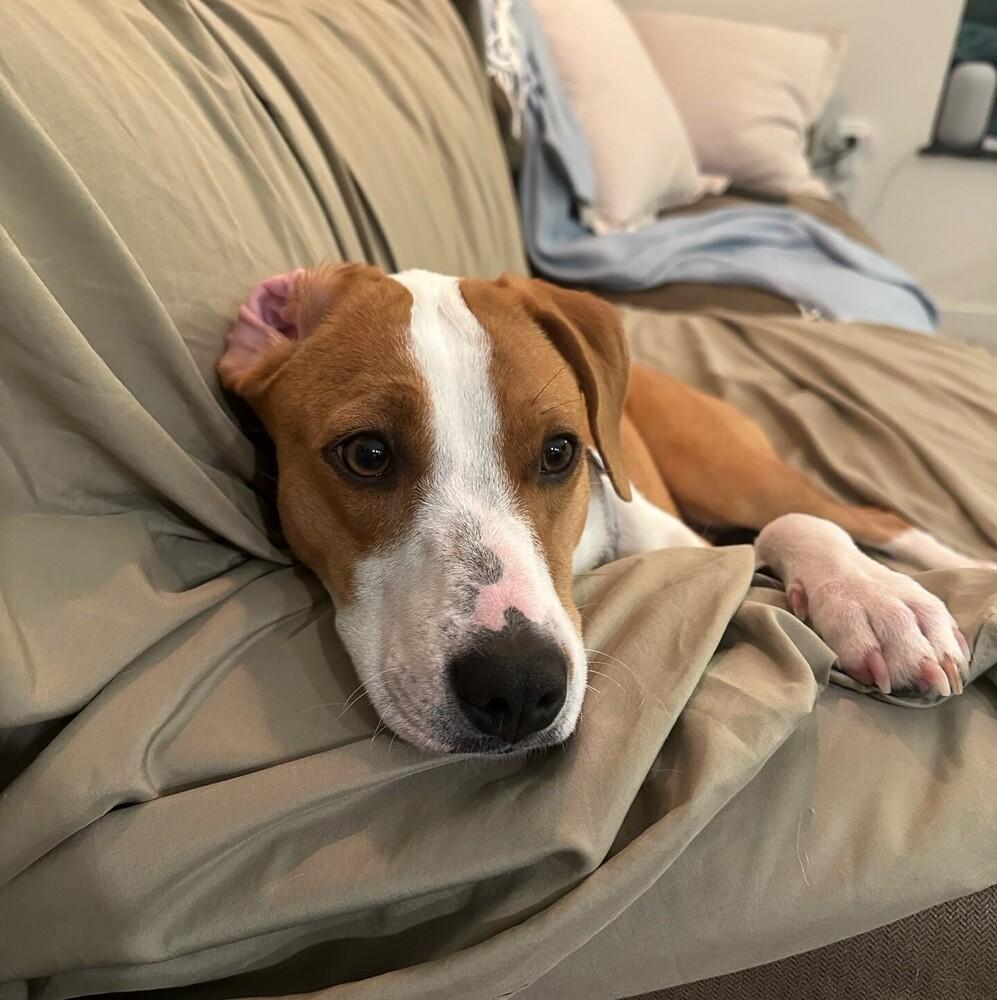 Enlarge Roma, a Adoptable mixed breed in Boston, MA image 1/6