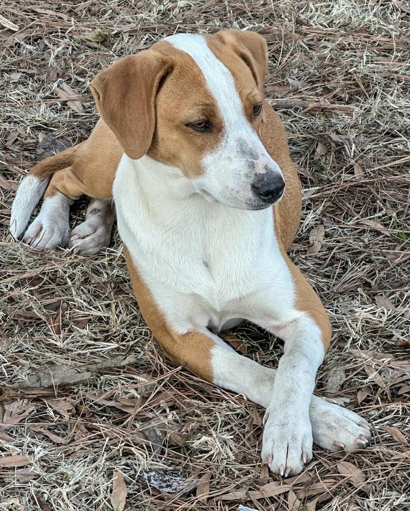 Enlarge Roma, a Adoptable mixed breed in Boston, MA image 2/6