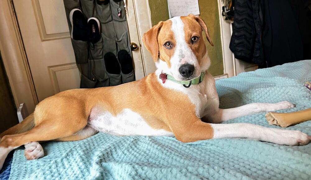 Enlarge Roma, a Adoptable mixed breed in Boston, MA image 3/6