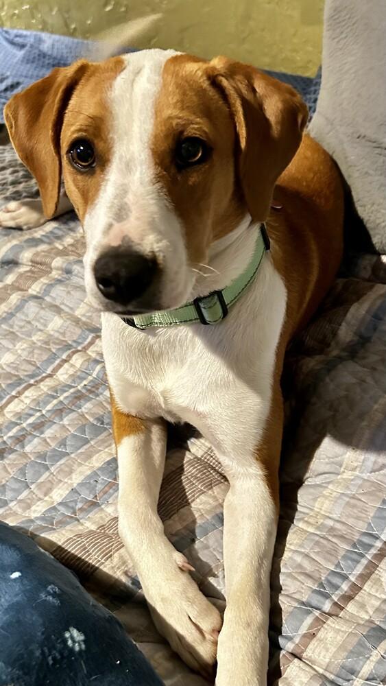 Enlarge Roma, a Adoptable mixed breed in Boston, MA image 4/6