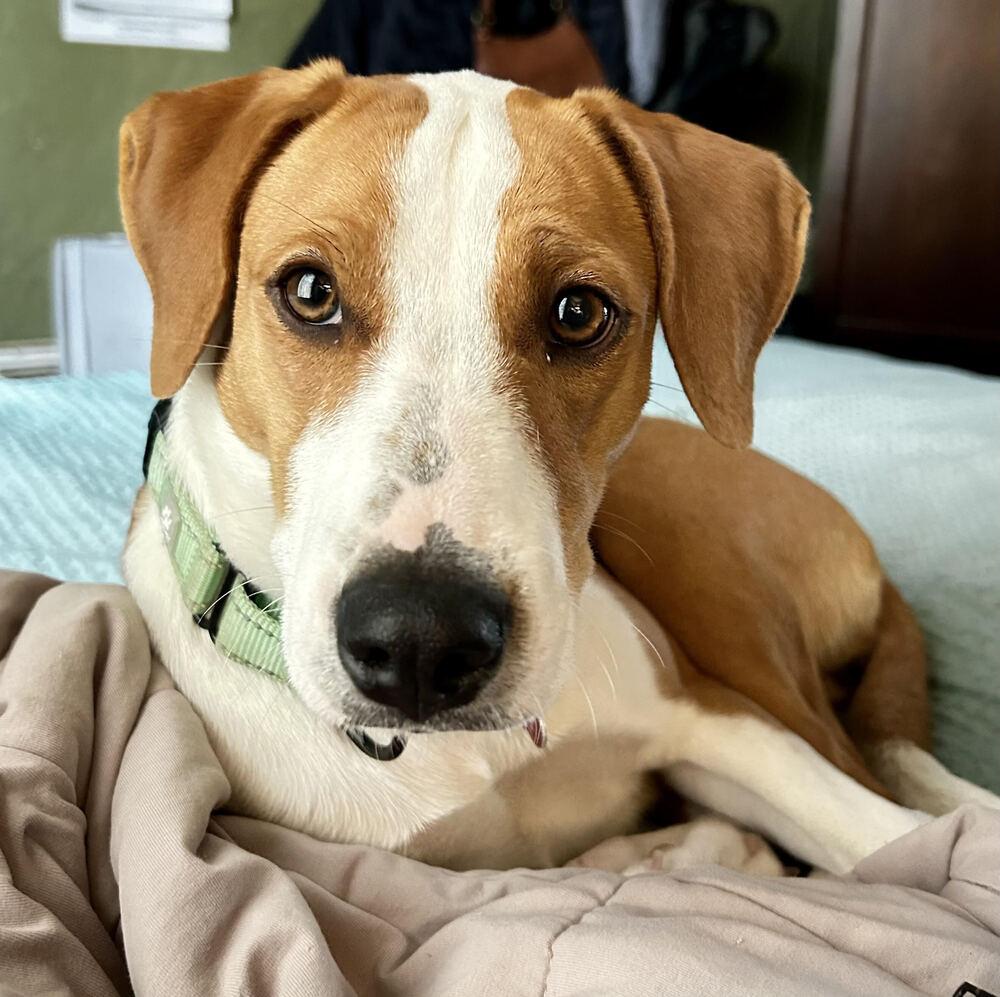 Enlarge Roma, a Adoptable mixed breed in Boston, MA image 5/6