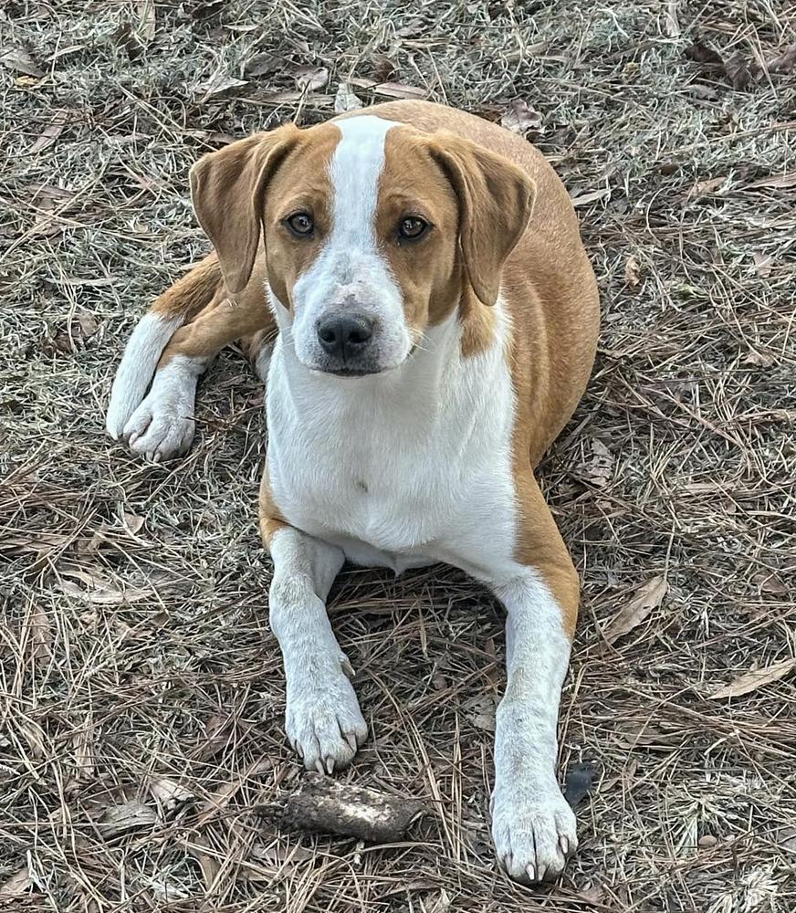 Enlarge Roma, a Adoptable mixed breed in Boston, MA image 6/6