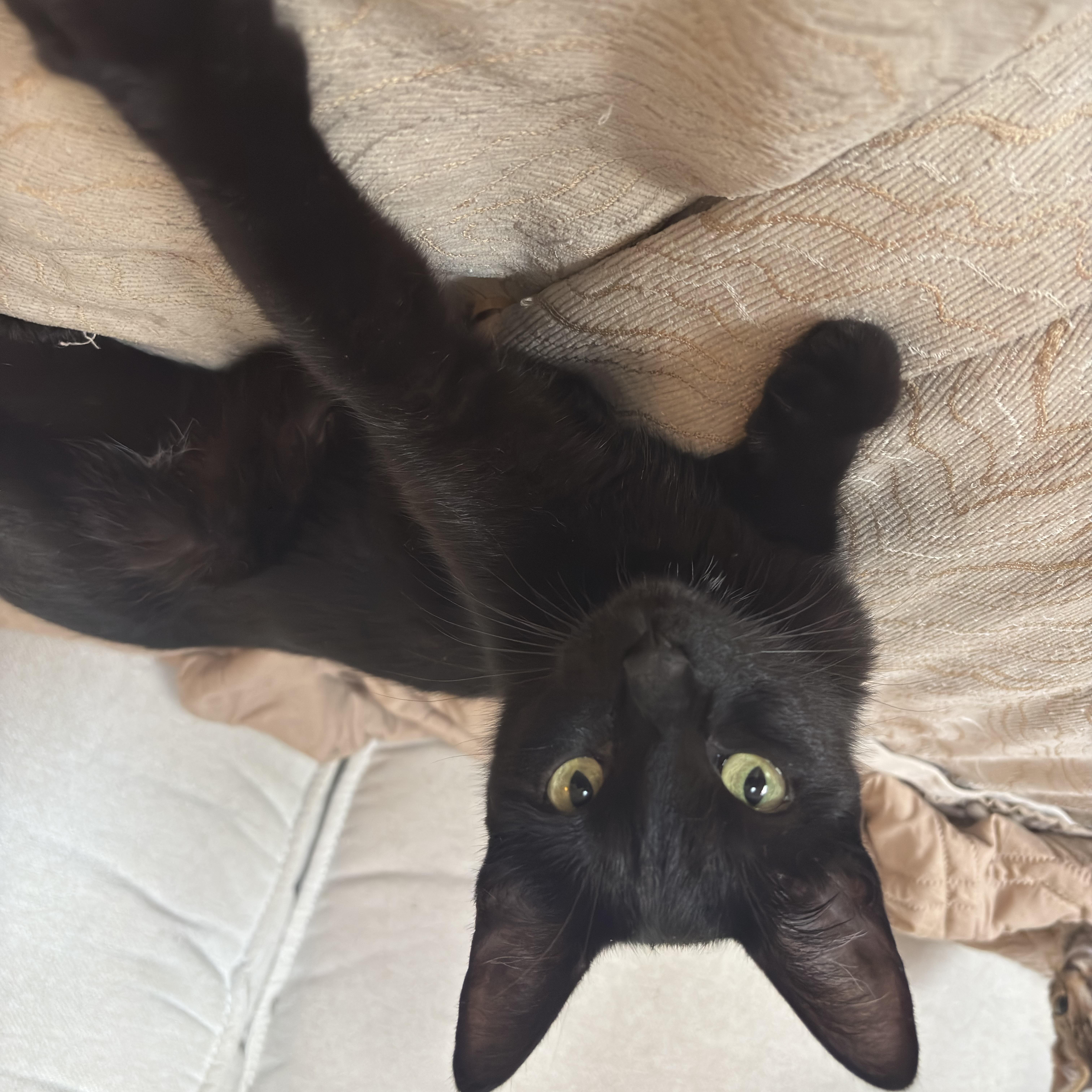 Enlarge Marsha, a Adoptable Domestic Short Hair in Montreal, QC image 2/2