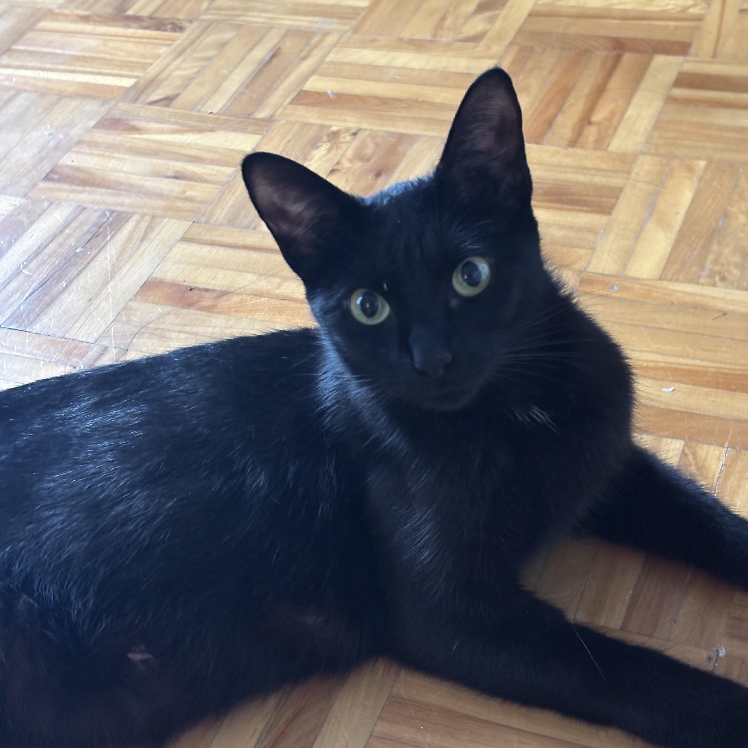 Marsha, Adoptable, Adult Female Domestic Short Hair.