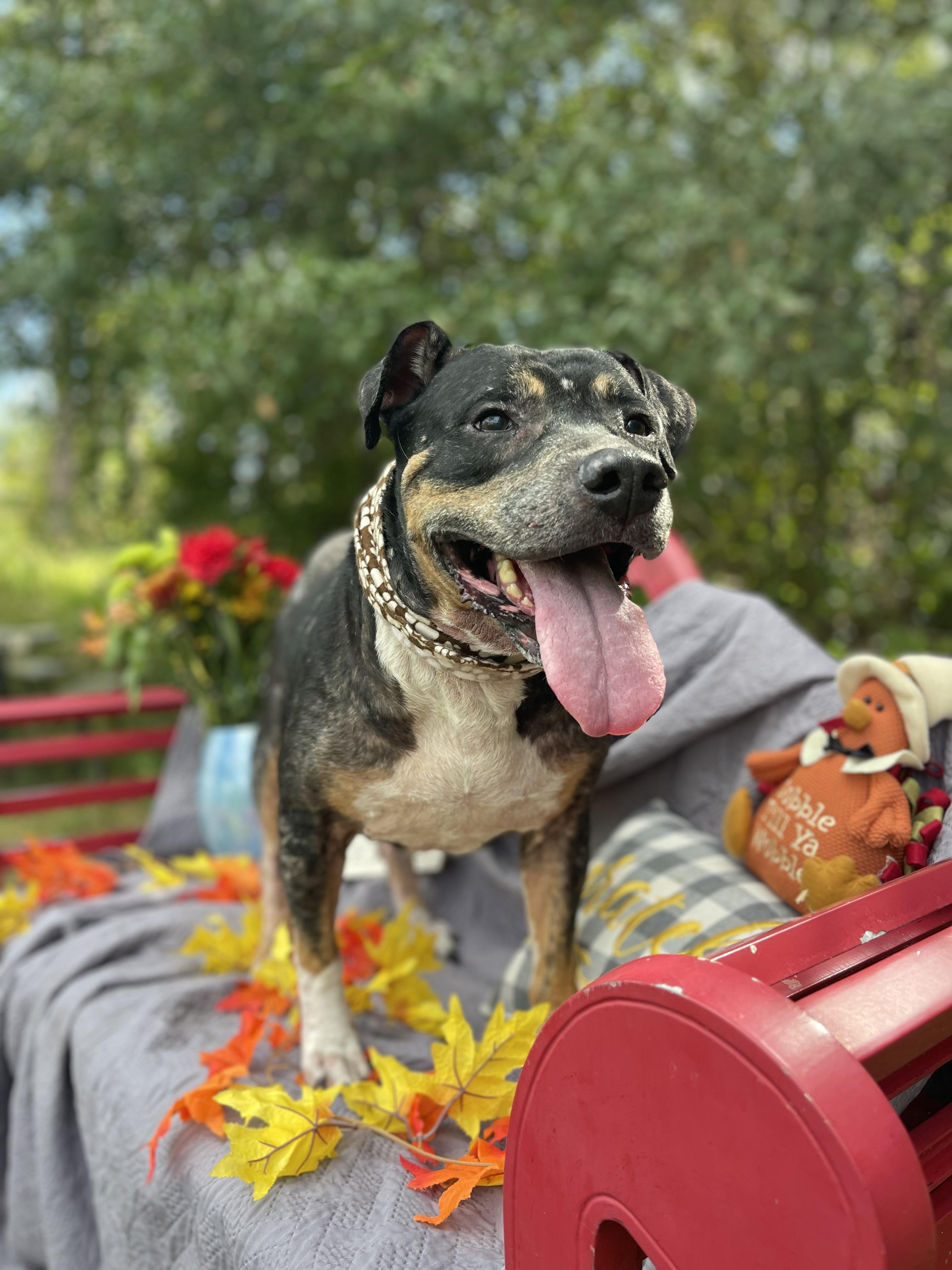 Tater (bonded with Snowball)