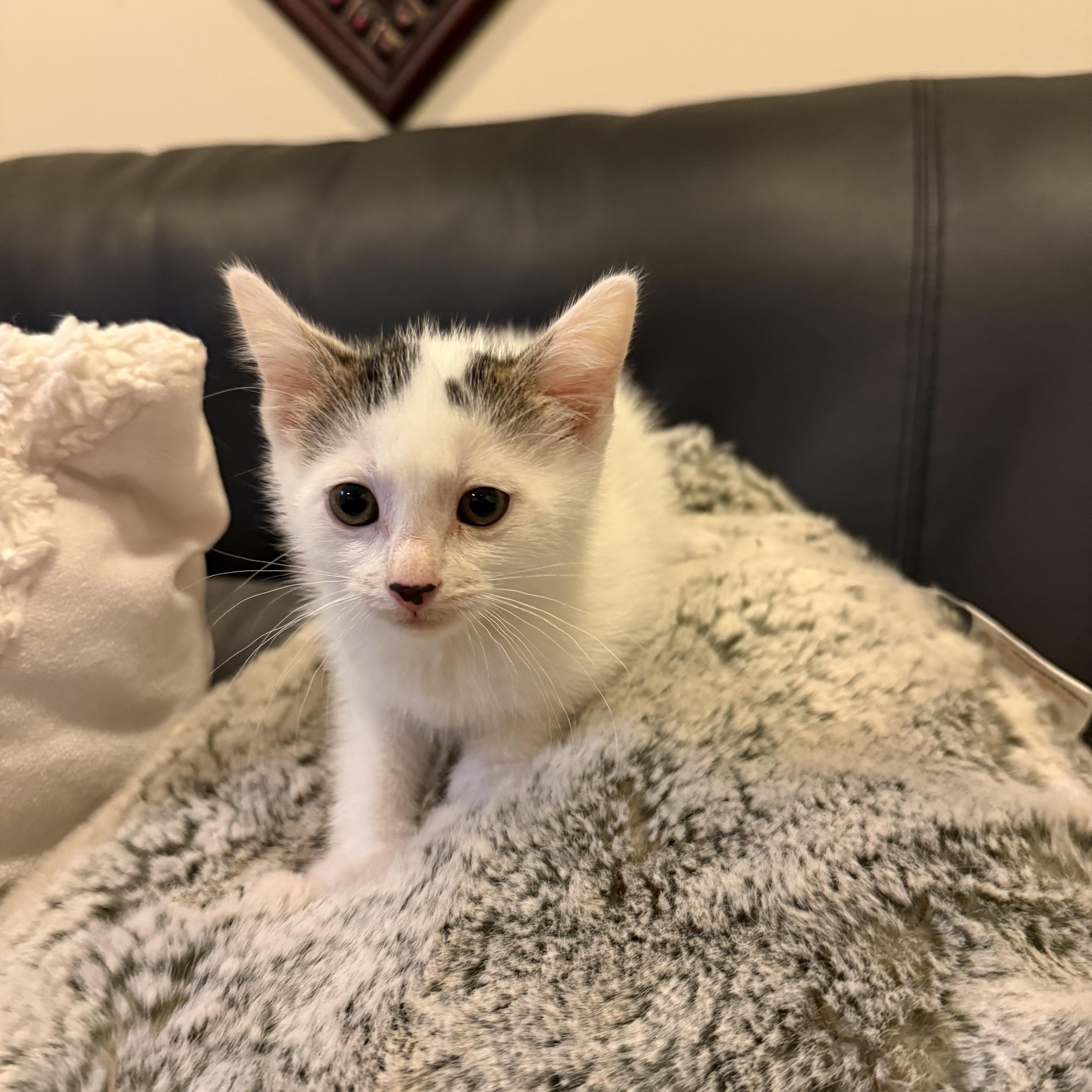 Snowy, Young Male Domestic Short Hair